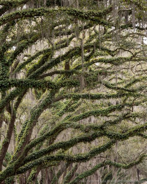 Oak Alley at Wormsloe Historic Site :: Beautiful Flower Pictures Blog