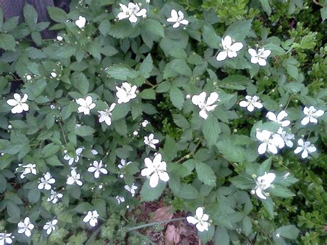 identification - What is this bush with five-petalled white flowers? - Gardening & Landscaping ...