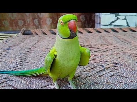 Talking Parrot Saying Mithu Mithu - YouTube