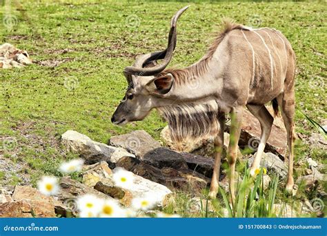 Nyala Male Antelope Standing on the Pasture Stock Image - Image of ...