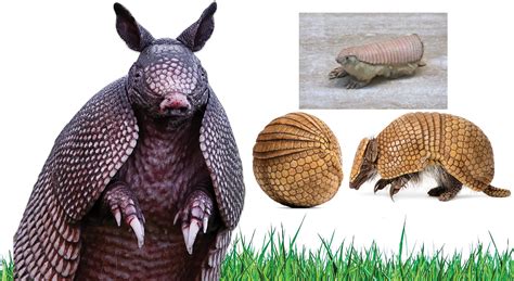 They’re Here : Don’t panic, but armadillos are making themselves at ...