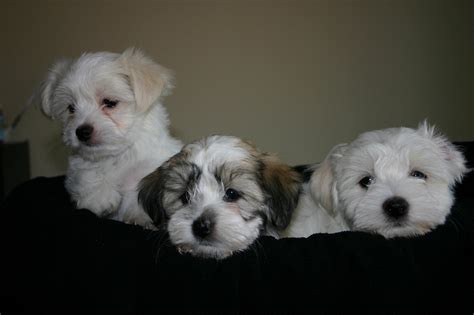 Havamalt (Maltese-Havanese Mix) Info, Care, Puppies and Pictures