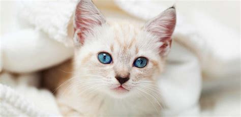 Siamese Tabby Cat Breed Traits and Personality