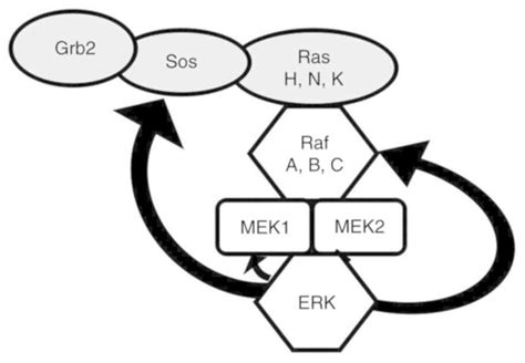 ERK/MAPK signalling pathway and tumorigenesis (Review)