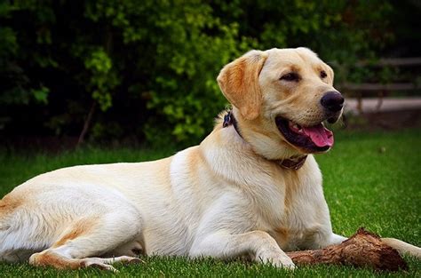 How To Care "Golden Labrador" Dog Breeds Characteristics, And More - MustPets.Com