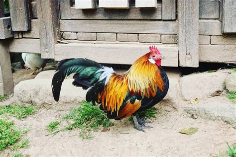 Dutch Bantam Chicken: Eggs, Temperament, Size & Raising Tips