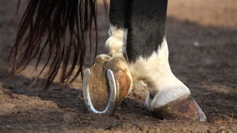 Why Do Horses Need Shoes (But Cows Don’t)? | Mental Floss