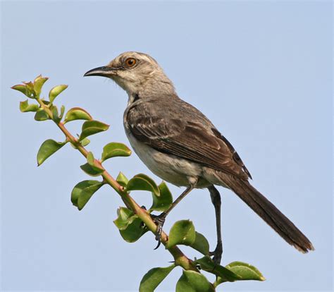 Trinidad & Tobago birds