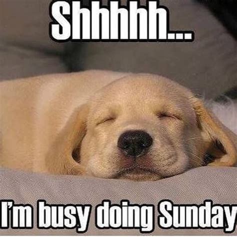 Sunday Funny! - | Sunday quotes funny, Sunday humor, Sunday quotes