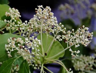 Japan’s largest hardwood, the camphor tree, Cinnamomum camphora – Botany Boy