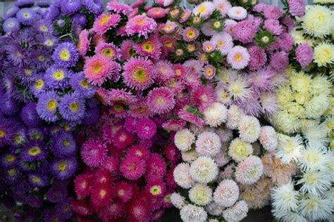 The Amazing World of China Asters - Floret Flowers