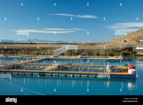 High Country Salmon Farm, Lake Ruataniwha, near Twizel, Mackenzie Stock Photo, Royalty Free ...