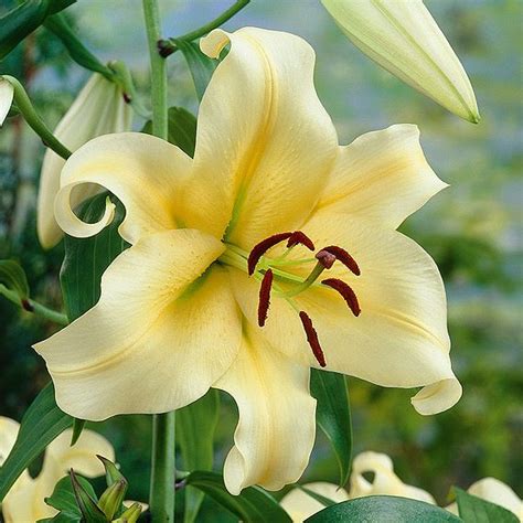 Tree Lily Bulbs - Collection | Suttons