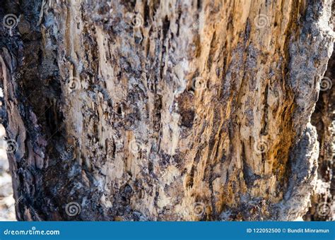 Termite Nest Damage on a Dead Tree. Stock Photo - Image of environment, decay: 122052500