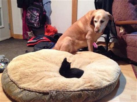 Cats Taking Over Dog Beds (19 Pics) | Pleated Jeans