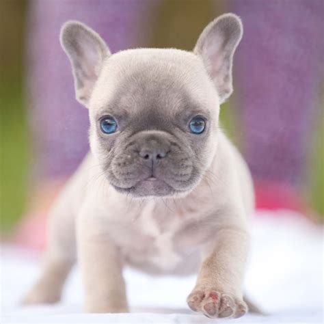 French bulldog puppies for sale – Artofit