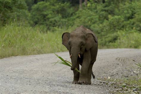 Until recently the Borneo pygmy elephants were believed to be a remnant ...