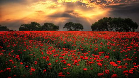 [100+] Poppy Field Wallpapers | Wallpapers.com