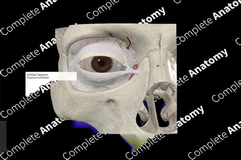 Orbital Septum | Complete Anatomy