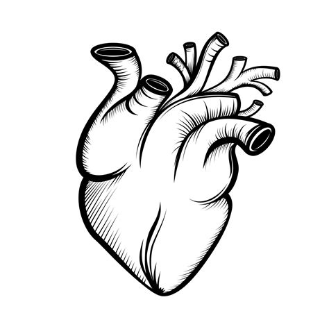 FREE Heart Drawing Template Download In Word, PDF,, 54% OFF