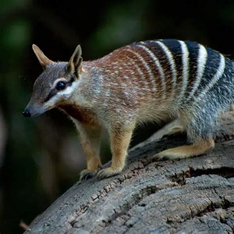 Numbat - Facts, Diet, Habitat & Pictures on Animalia.bio