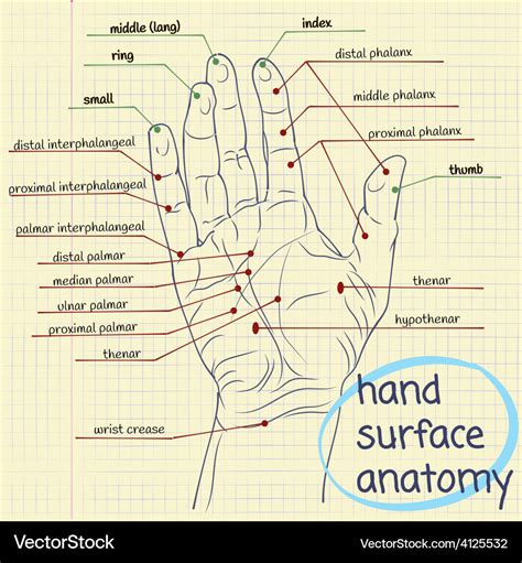 Hand surface anatomy Royalty Free Vector Image