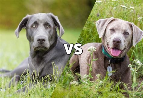 Charcoal vs. Silver Labrador - PatchPuppy.com