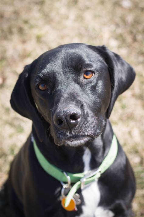 Pointer Lab mix just loved to pose for me... I May have had a few treats! | Labrador mix, Black ...