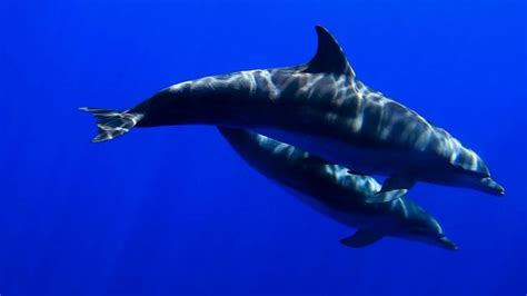 CETACEA on Vimeo