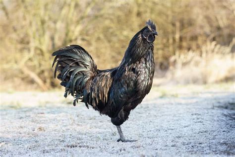 Ayam Cemani Chickens: All About the Breed and Caring For Guide - Sharp Farm Mama