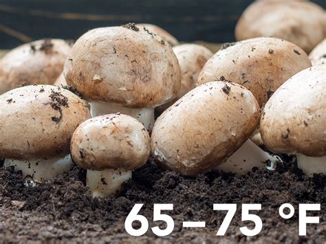 How To Control Temperature For Mushroom Growing | Atlas Scientific