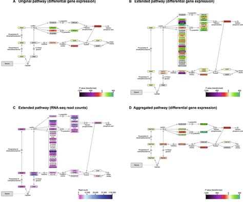 Pathway of glycerophospholipid metabolism (part) A. Original pathway... | Download Scientific ...