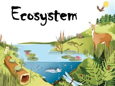 An introduction to ecosystems, Food chains and food webs | Teaching ...