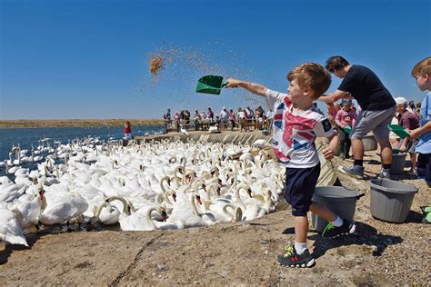 Abbotsbury Swannery - Best of Dorset Attractions