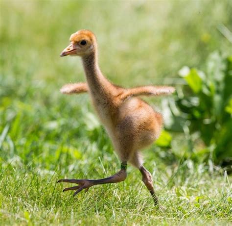 Young Whooping Crane by Tom Lynn