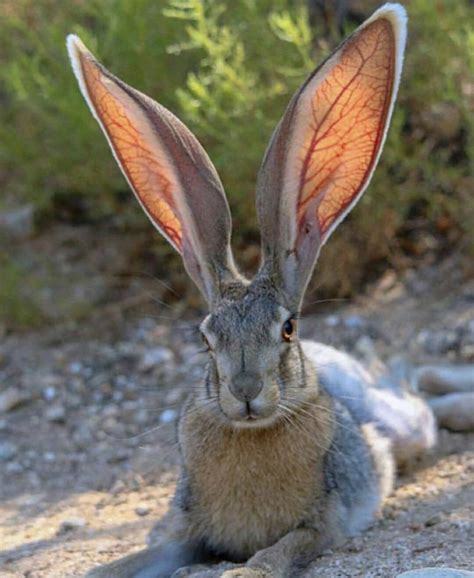 🔥 the ears of a black tailed jackrabbit 🔥 : r/DiscoverEarth