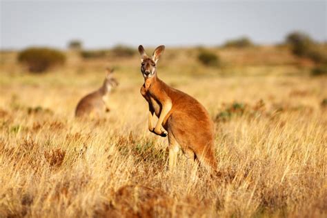 Severe drought in Australia has led to serious declines in wildlife • Earth.com