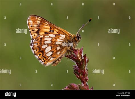 Duke of Burgundy Butterfly Stock Photo - Alamy