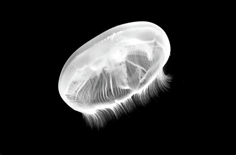 Moon Jellyfish In Black And White Photograph by Miroslava Jurcik - Fine ...