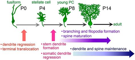 RORα Regulates Multiple Aspects of Dendrite Development in Cerebellar Purkinje Cells In Vivo ...