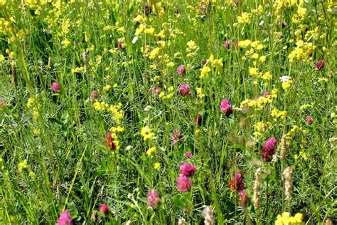 Premium Photo | Meadow flowers and green grass in summer