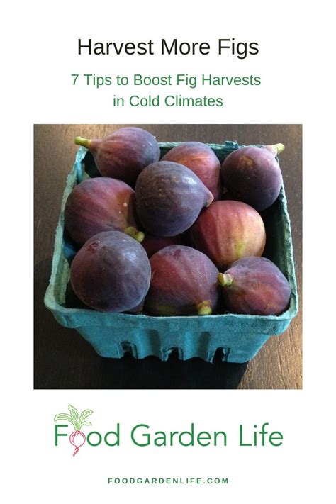 7 Tips to Boost Fig Tree Harvests in Cold Climates — Food Garden Life: Edible Garden, Vegetable ...