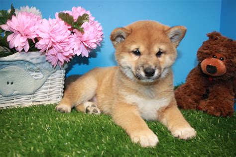 Shiba-Inu Puppies For Sale - Long Island Puppies