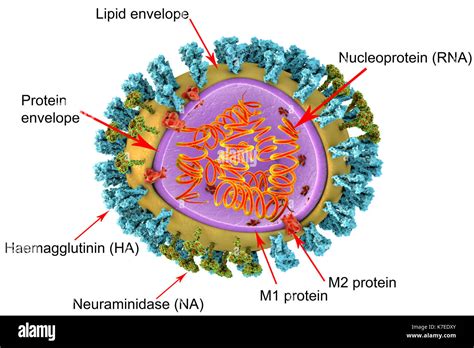 Flu Virus Structure