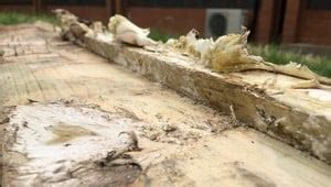 How To Identify Dry Rot | What Are The Signs Of Dry Rot? | Timberwise