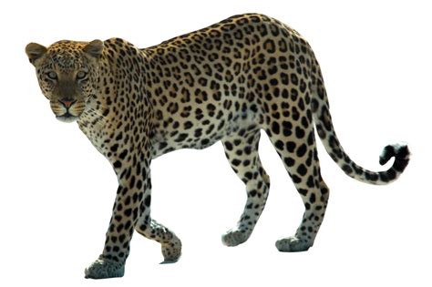 Leopard Png HD - PNG All