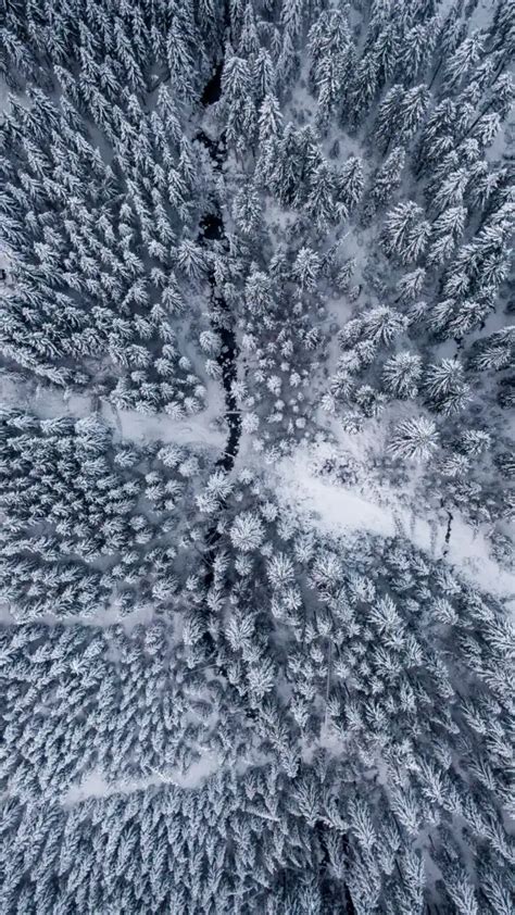 🔥 Aerial View Snow Covered Forest Snow Cover Background | CBEditz