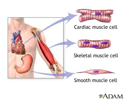 Anti-smooth muscle antibody Information | Mount Sinai - New York