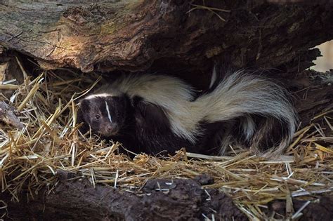 Black and white skunk laying on a bed of dead grass - Animal Capture Wildlife Control