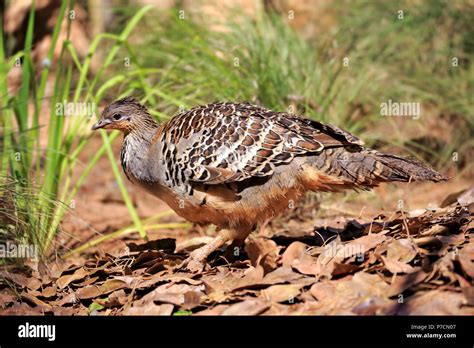 Malleefowl nest hi-res stock photography and images - Alamy